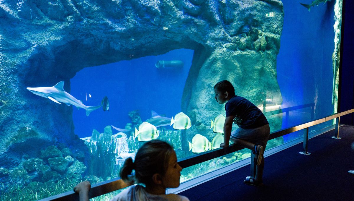 Aquarium de Canet
